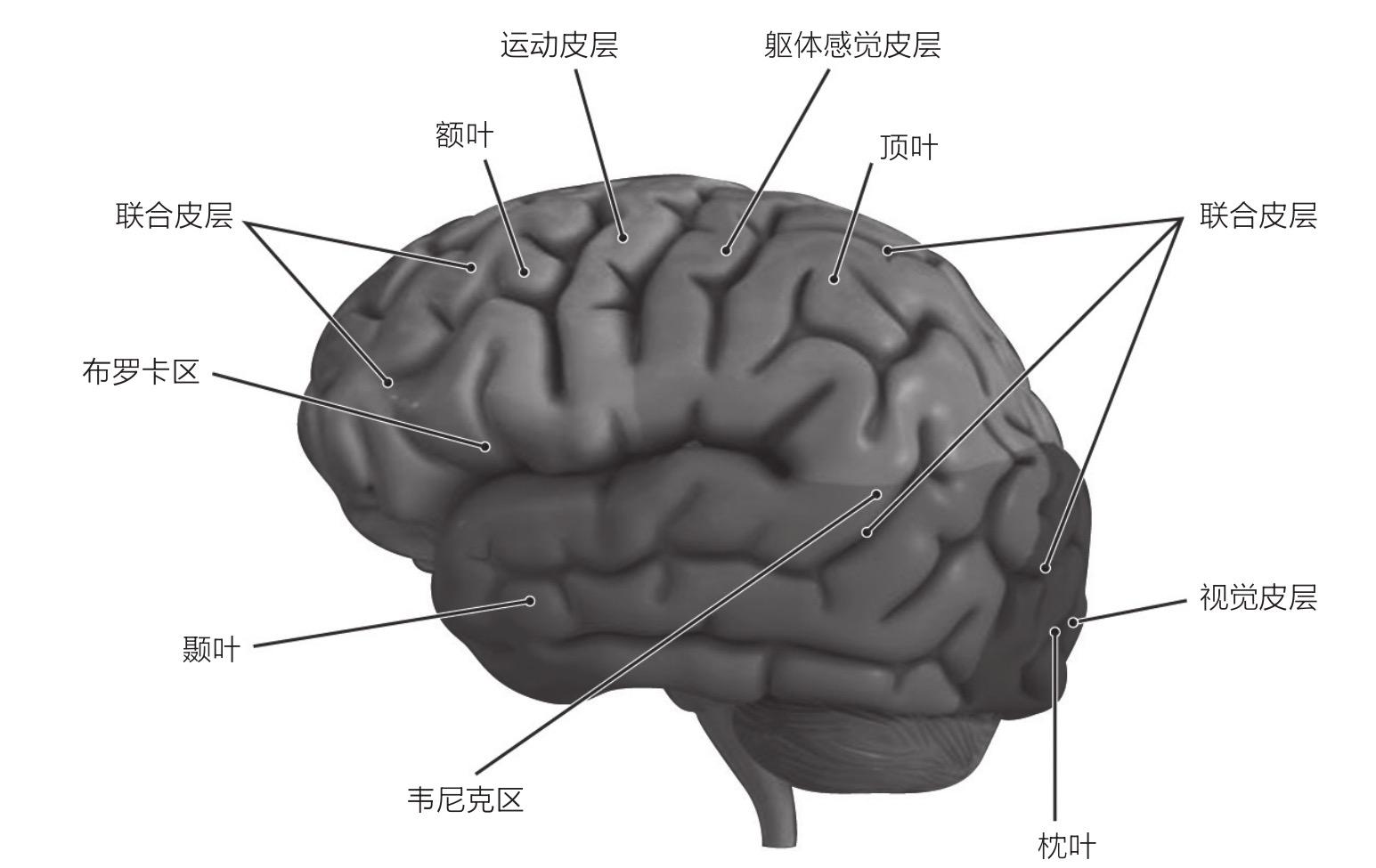 大脑结构