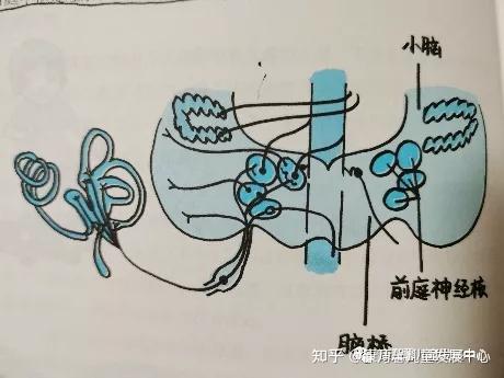 教学分享 | 前庭觉的具体表现与训练 - 知乎