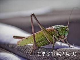 【动物界全系列】蝗总科—癞蝗科（下）：疙蝗 - 知乎