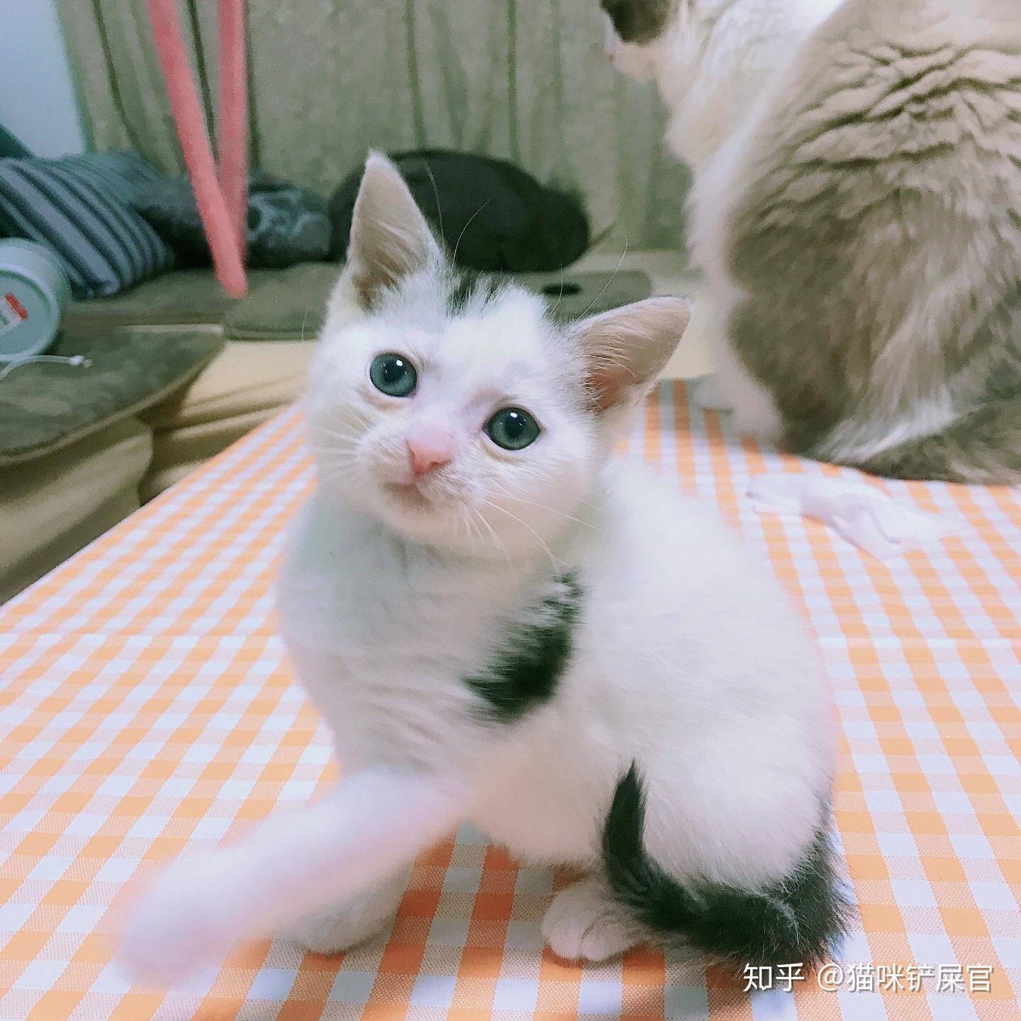 家养最后两只美短净梵弟弟找新家 - 知乎