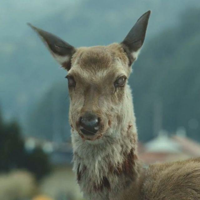 席卷北美的「僵尸鹿」是种什么疾病?人类会被感染吗?
