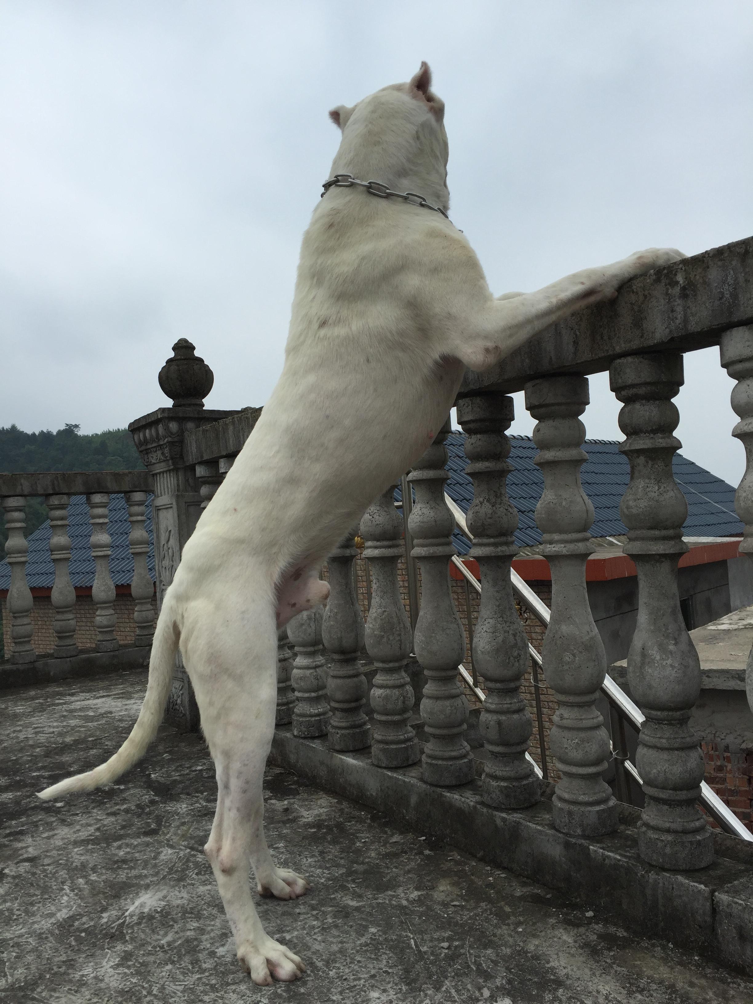 这个社会对大型犬真的有很大偏见吗? - 知乎用