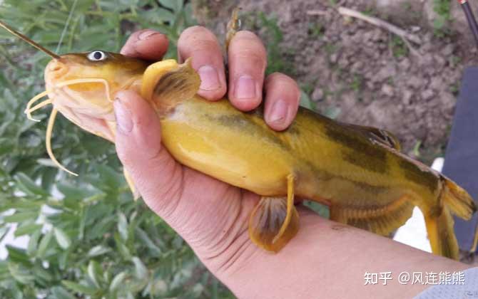 黃顙魚是鱨科黃顙魚屬淡水魚類,俗稱黃辣丁,黃角丁,昂刺魚等,全國各地