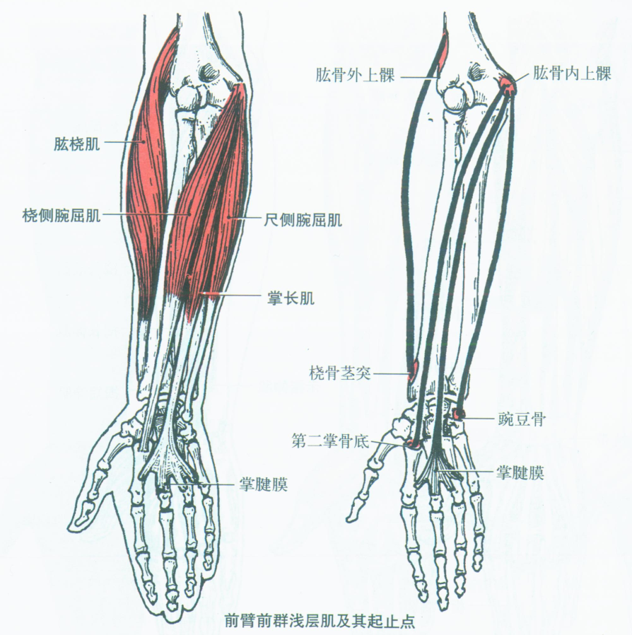 上肢肌肉示意图图片