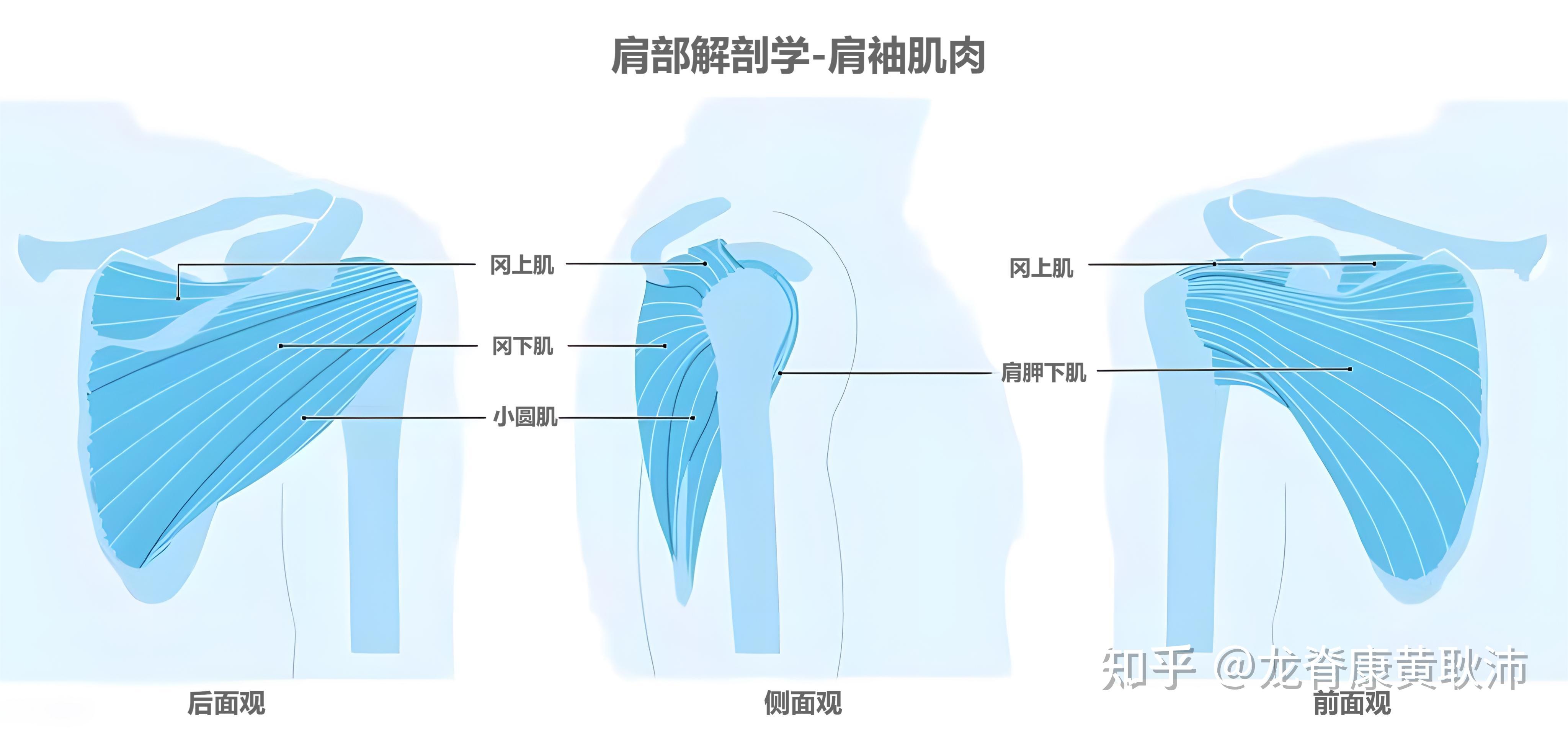 有一定的活动度