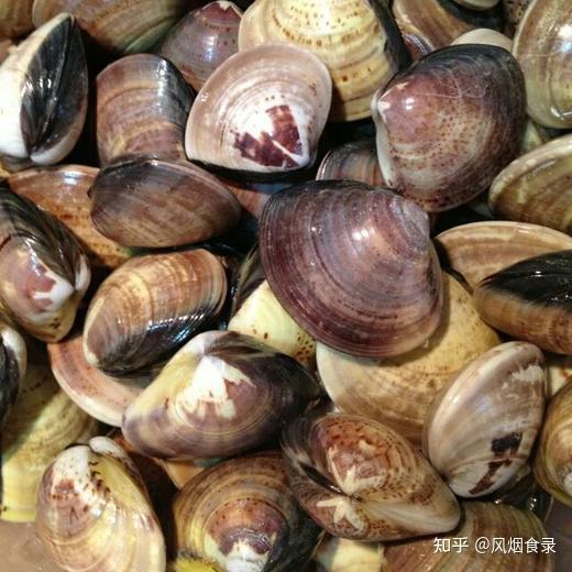 中国，哪的“蛤蜊”肥美又好吃？网评这10大产区上榜，有你家乡吗 - 知乎