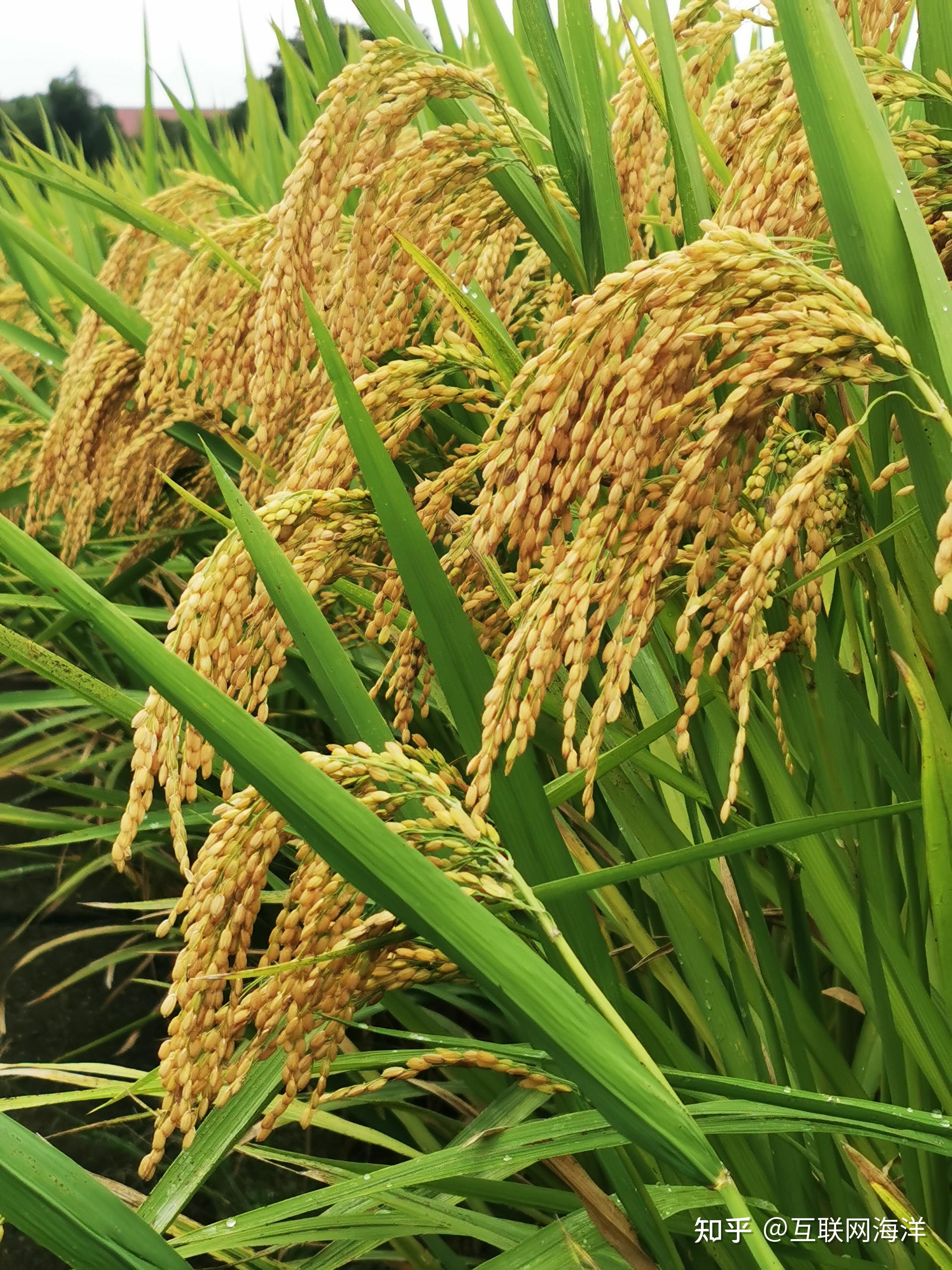 佳一吨稻怎么样?