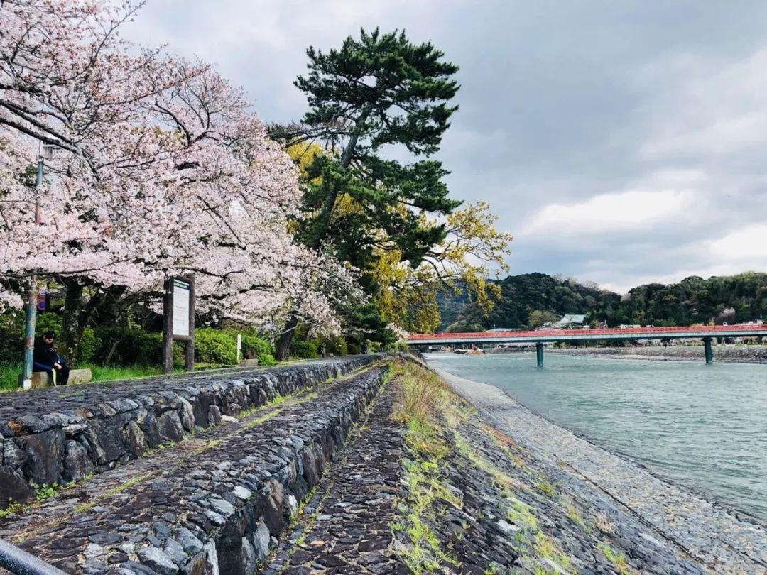 京品游记④樱花季探访抹茶故乡宇治