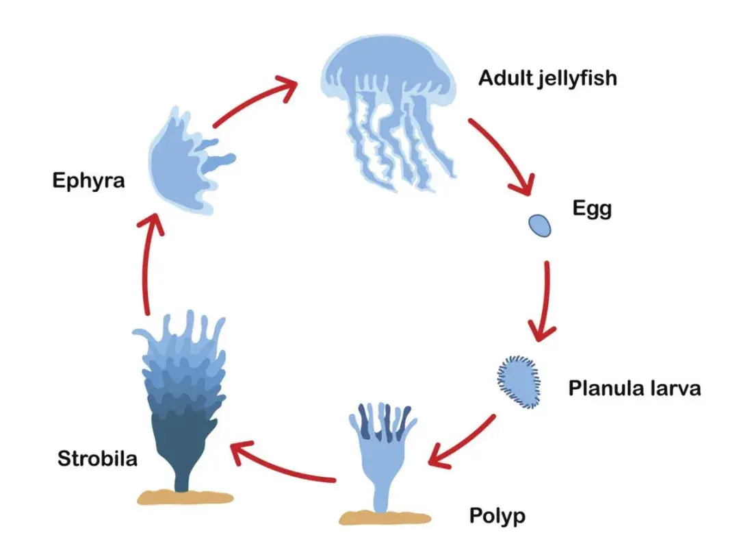 水母的生命周期(图片来自animalsake