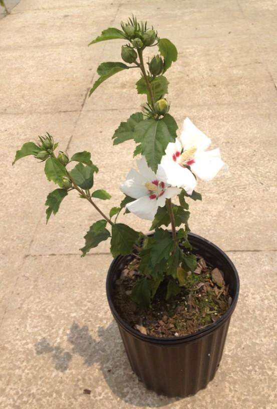 木槿花盆栽为何黄叶掉花蕾? - 知乎