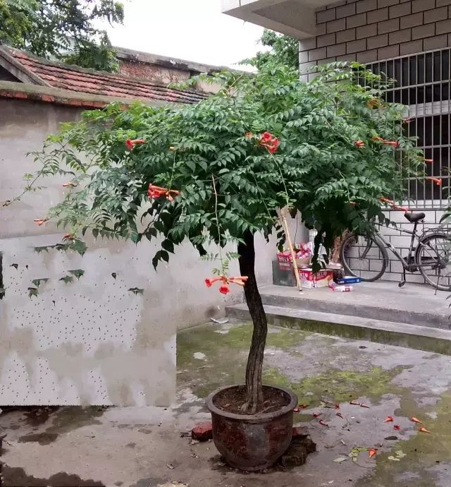 凌霄花入夏后枝繁叶茂,朵朵红花缀于绿叶中次第开放,十分美丽,枝条