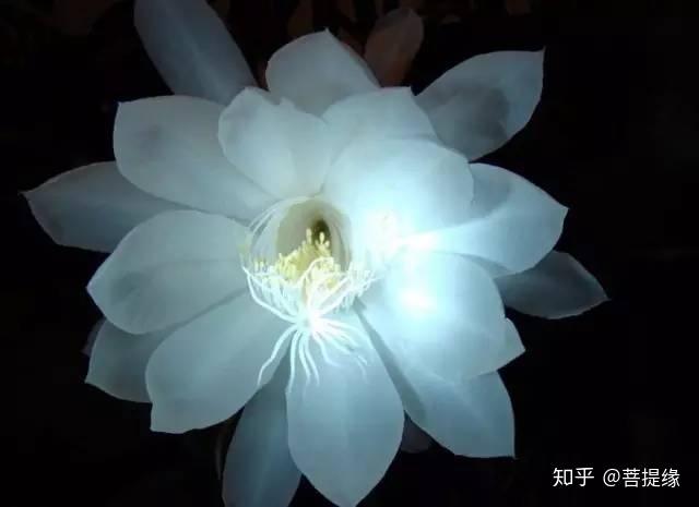 昙花一现抵为缘,魂梦相依情难宣.丝丝残泪凄凉意,空留雁影飘蓝天.