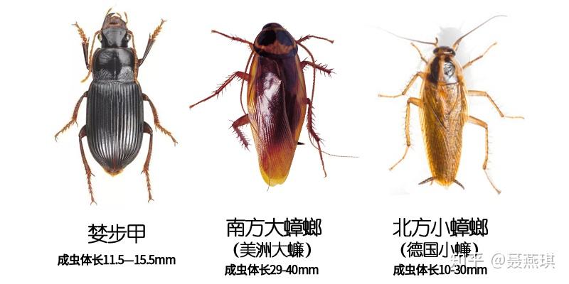 请问这个是蟑螂还是中华婪步甲? - 知乎
