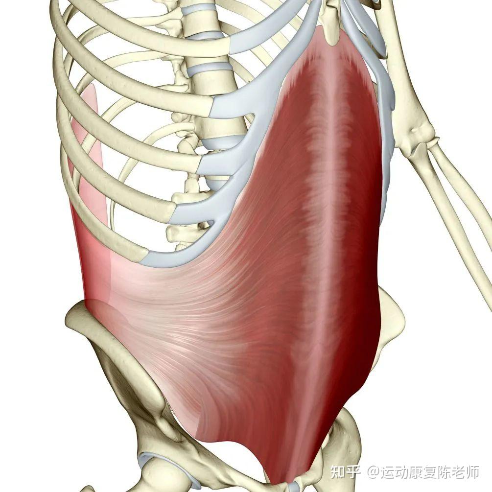 呼吸模式参与的呼吸肌