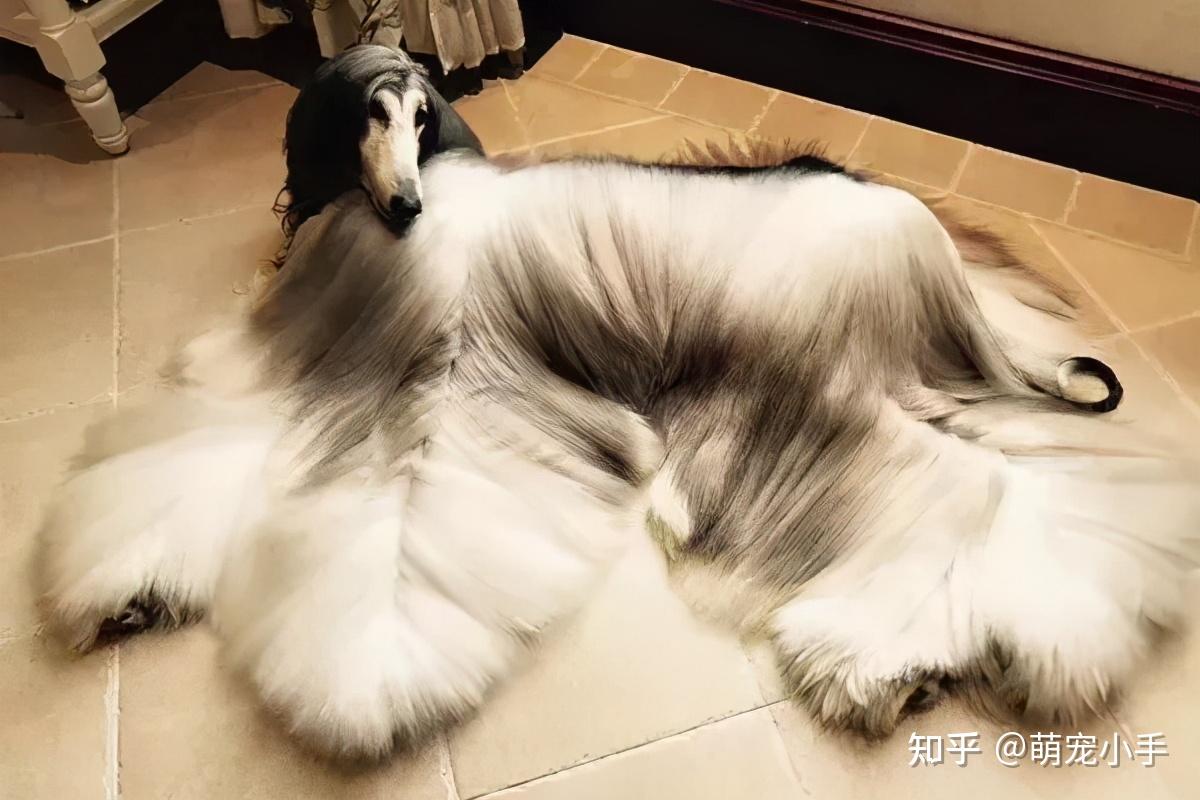 可蒙犬