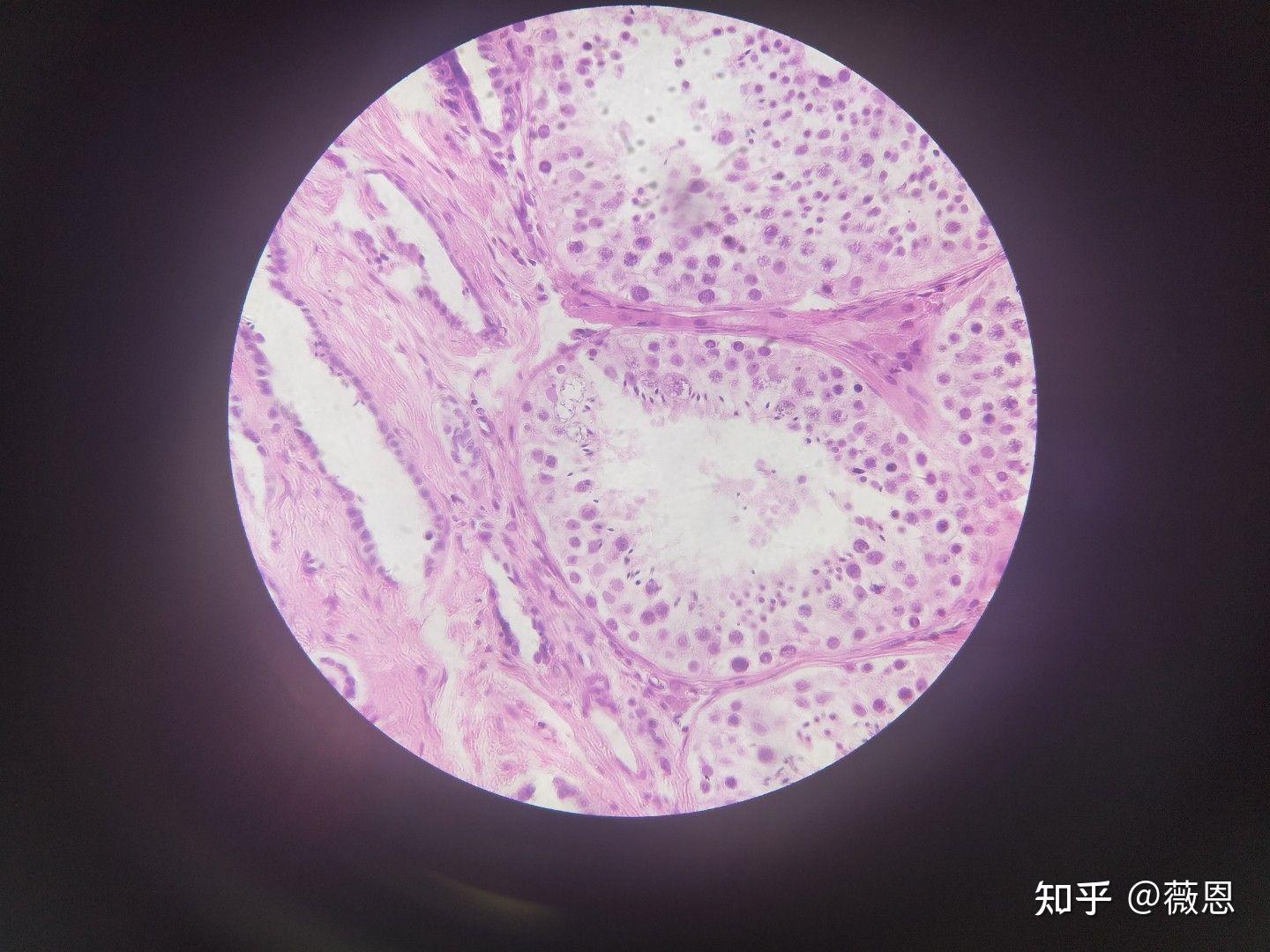 組織學與胚胎學切片觀察2