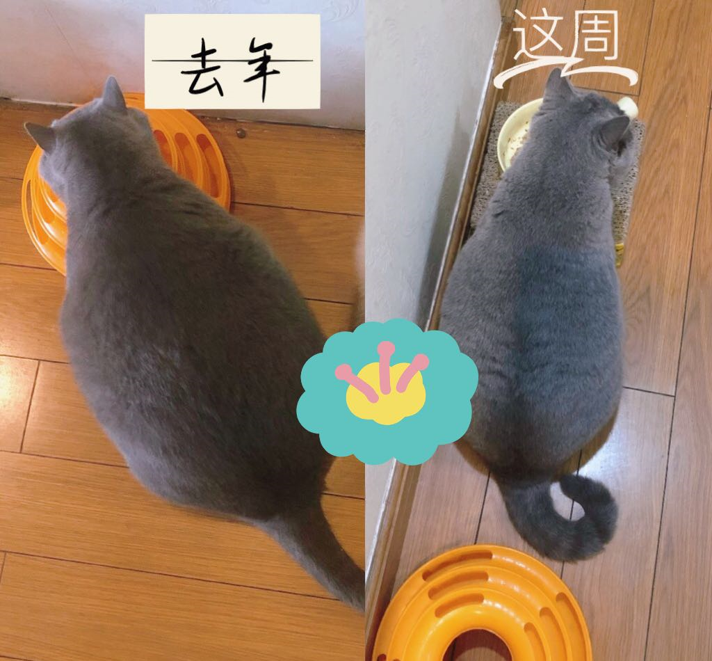 猫咪怎么减肥 - 知乎