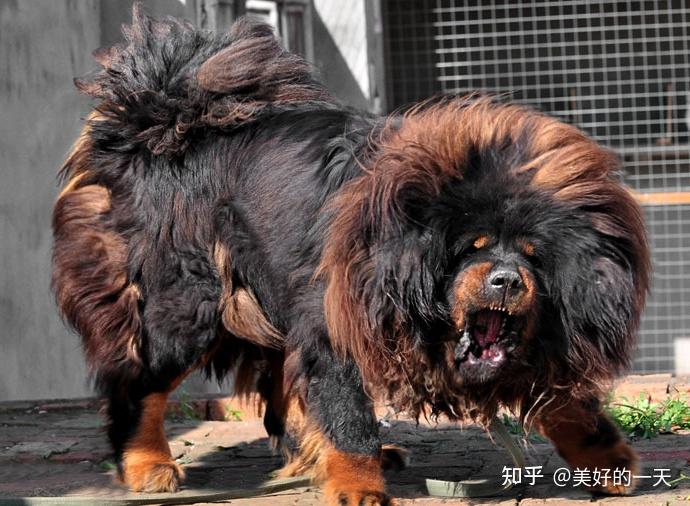“超凶猛”的7种狗,看见了快溜 ! - 知乎