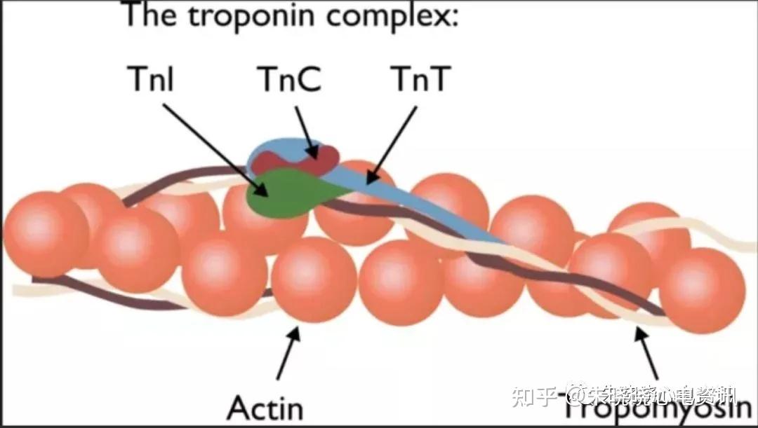 肌蛋白示意图图片