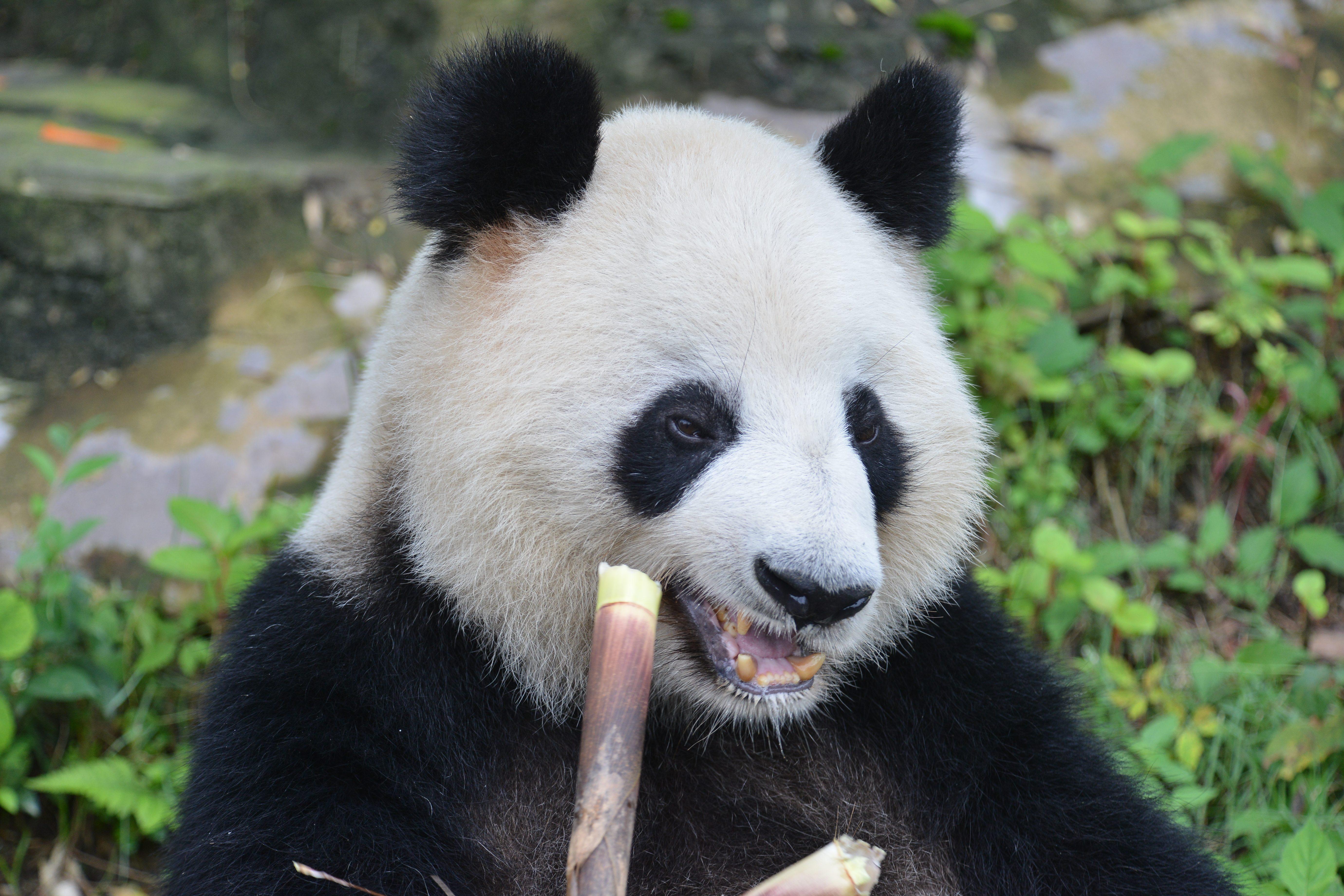 佛系动物大熊猫的牙齿成长史 - 知乎
