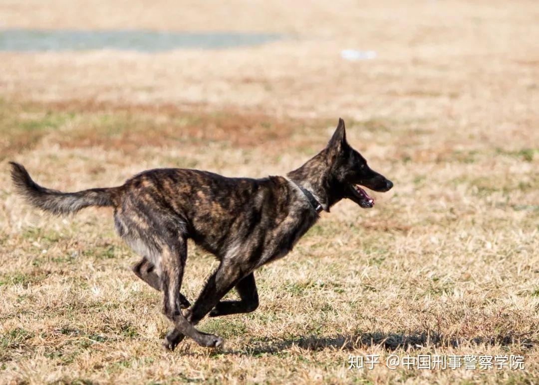 荷兰牧羊犬在评判标准上和比利时牧羊犬相同.