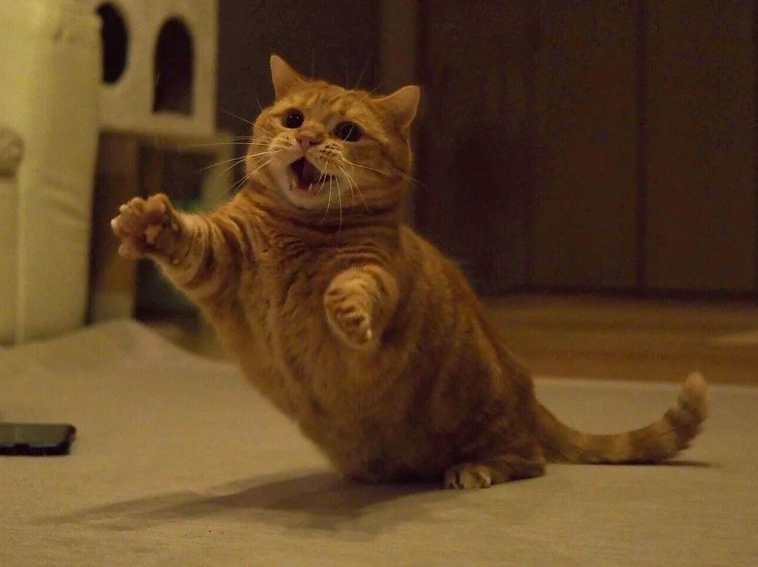 飞扑,吼叫,还会垫球……37万网友被萌哭:超杀我! - 知乎