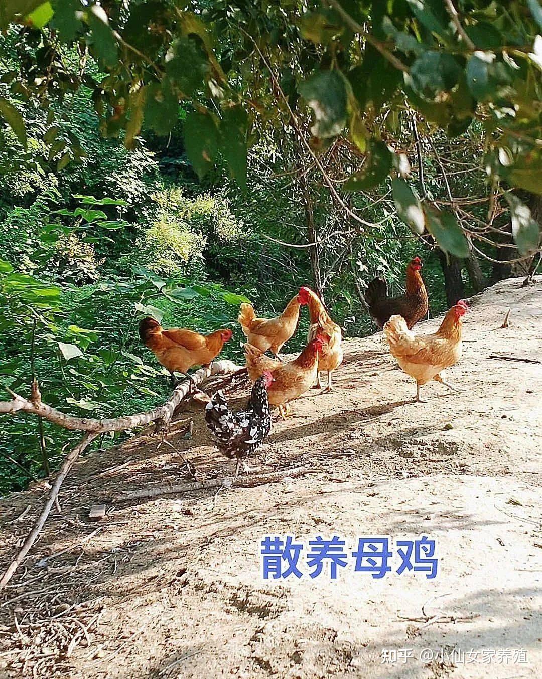 揭秘小仙女家柴鸡好吃的原因 - 知乎