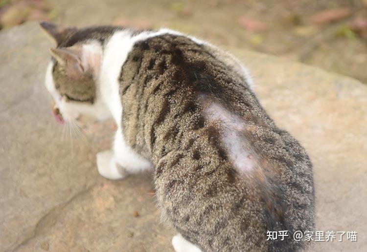 石硫合剂治疗猫癣?这都是些什么鬼?