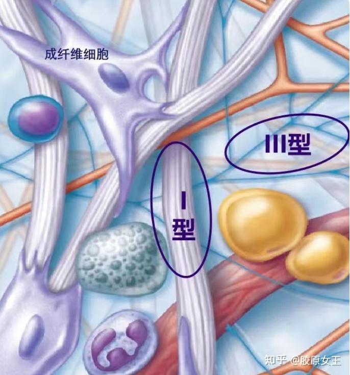 胶原双生,缺一不可!被忽略的 III 型弹性胶原是什么? - 知乎