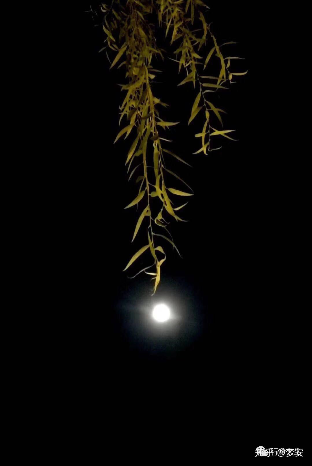 梦安菩提月下听禅语