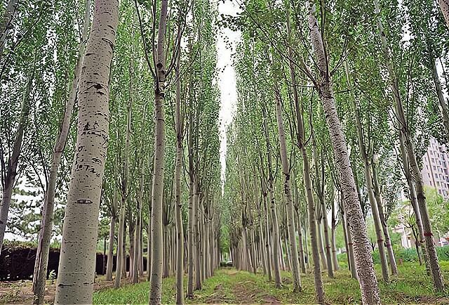农村不提倡种植杨树,部分地区大量采伐杨树,原因为啥呢? - 知乎