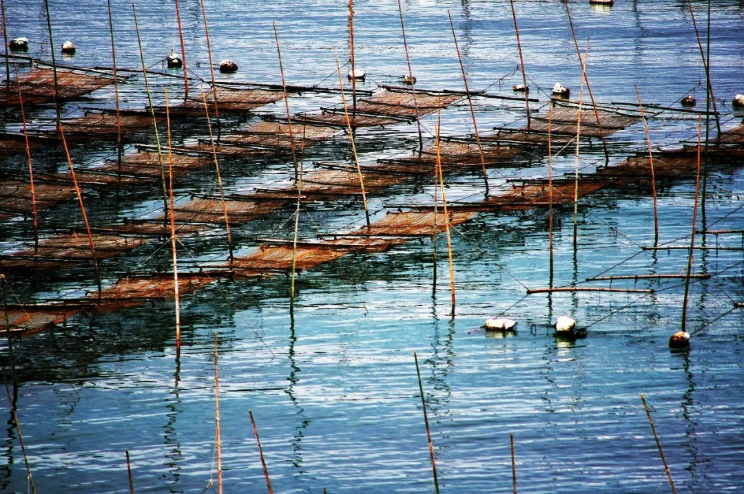 早在北魏时期的《齐民要术》中,就记载了"(吴)郡海边诸山,悉生紫菜"