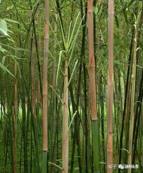 竹子是“草”不是树,带你认识26种竹子! - 知乎
