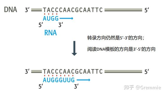 提rna三条带的大小位置图片