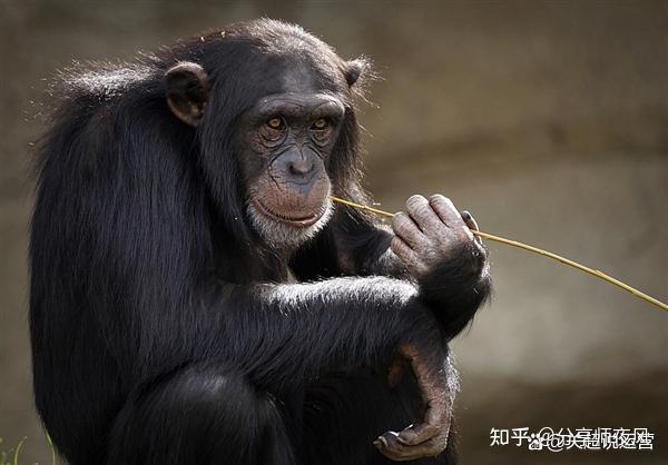 科学家研究由于环境变化,猿猴很有可能,正经历进化为人类的过程 - 知乎