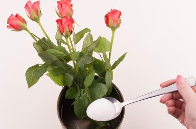 怎么养花才能活 v2-15fa357188b9e2e7b22c1f026961c136_r.jpg