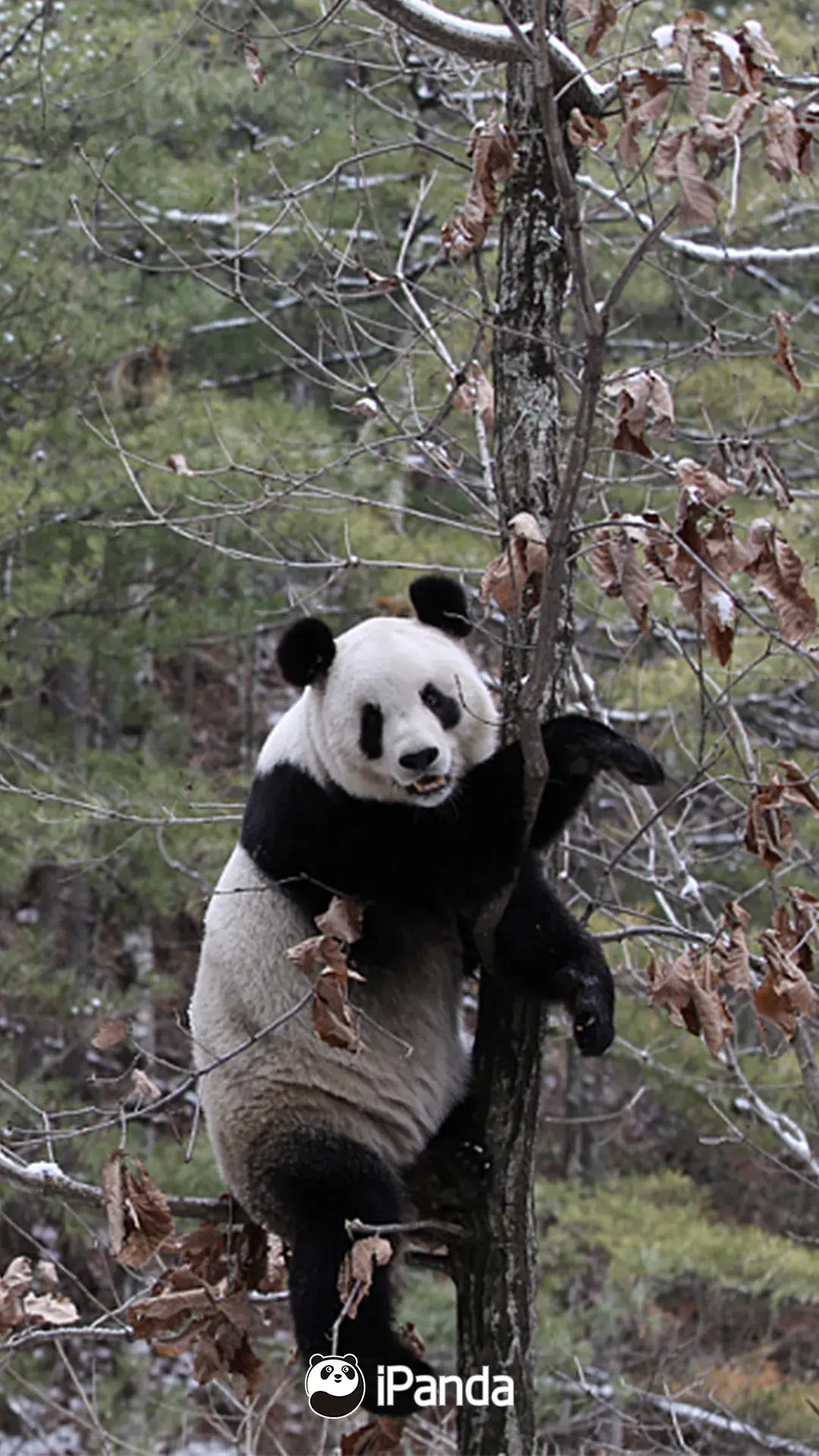 探访秦岭大熊猫研究中心 “滚滚”游戏戏耍|大熊猫|熊猫|楼观台_新浪新闻