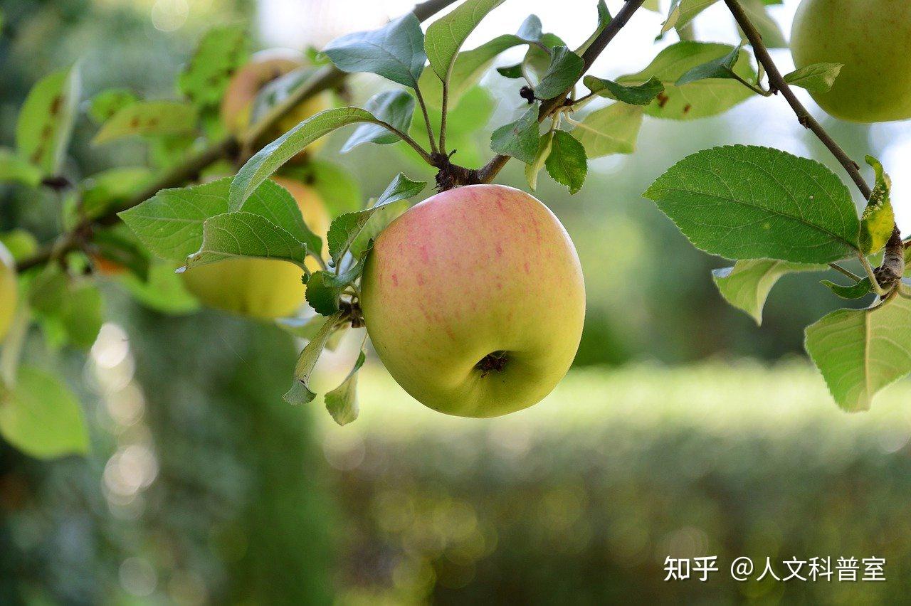 最好吃的苹果排名，这些地区的中国苹果你一定要亲口尝尝！ - 知乎