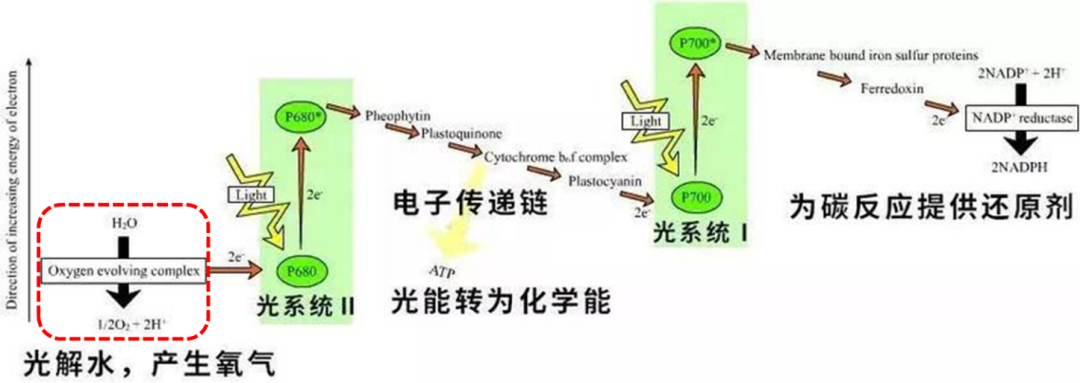 揭秘!光合作用产氧关键步骤原来是这样 - 知乎