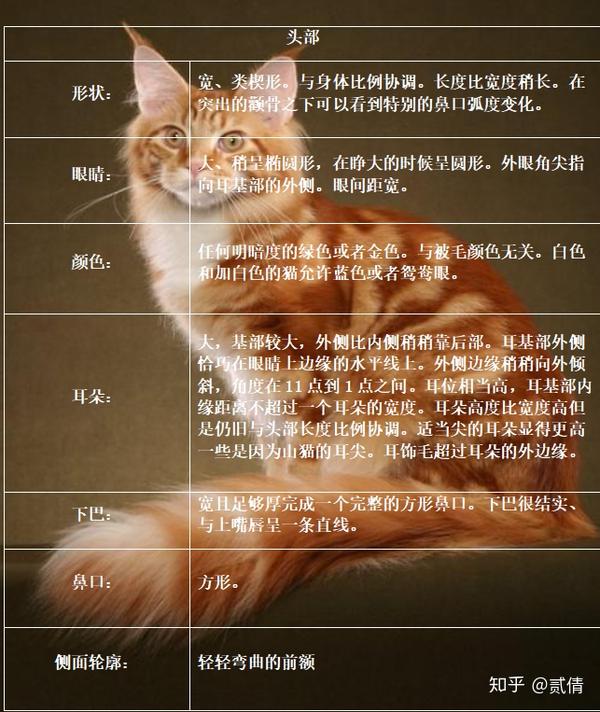 每天带你了解一种猫 缅因猫 知乎