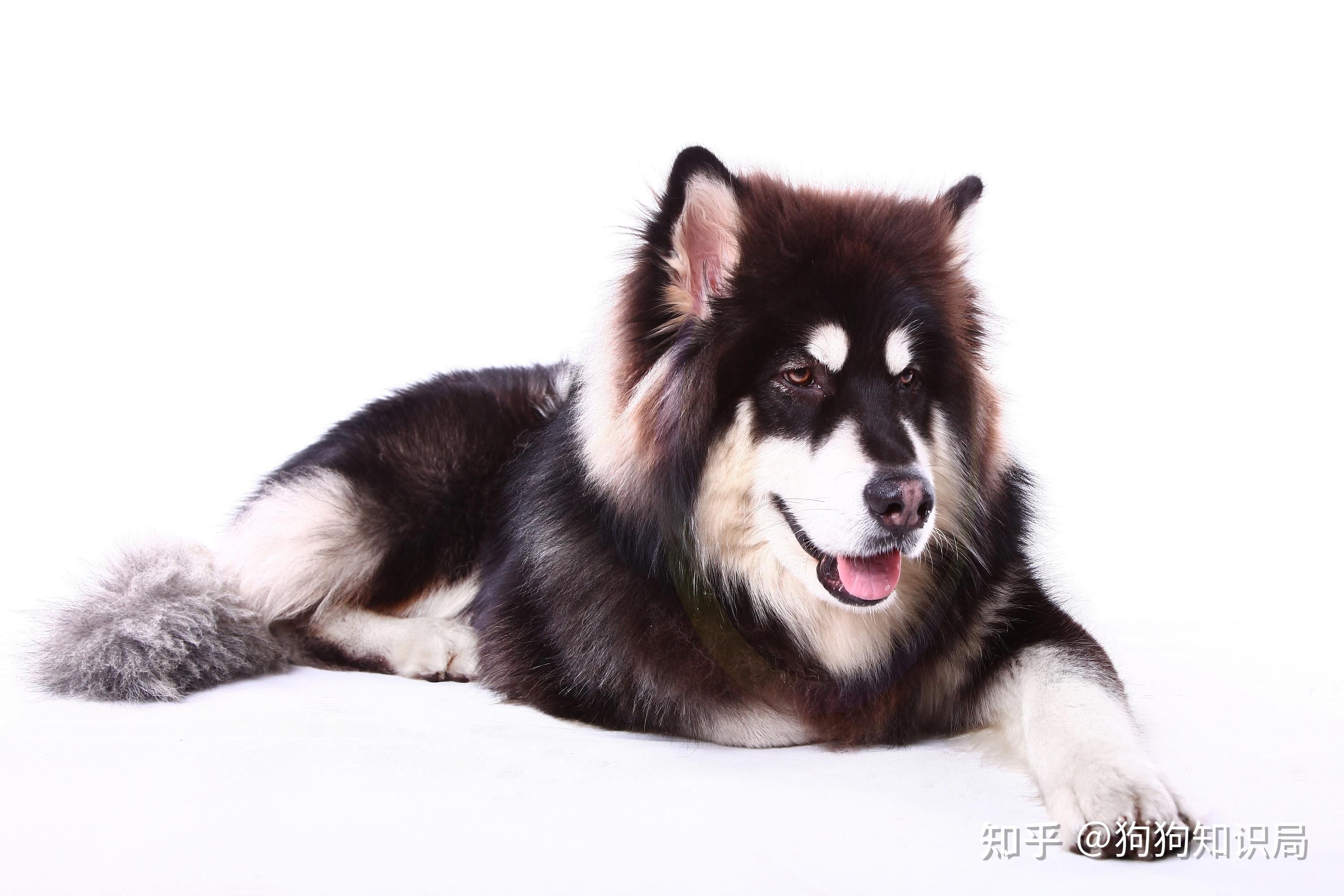 阿拉斯加犬呕吐是什么问题 - 知乎