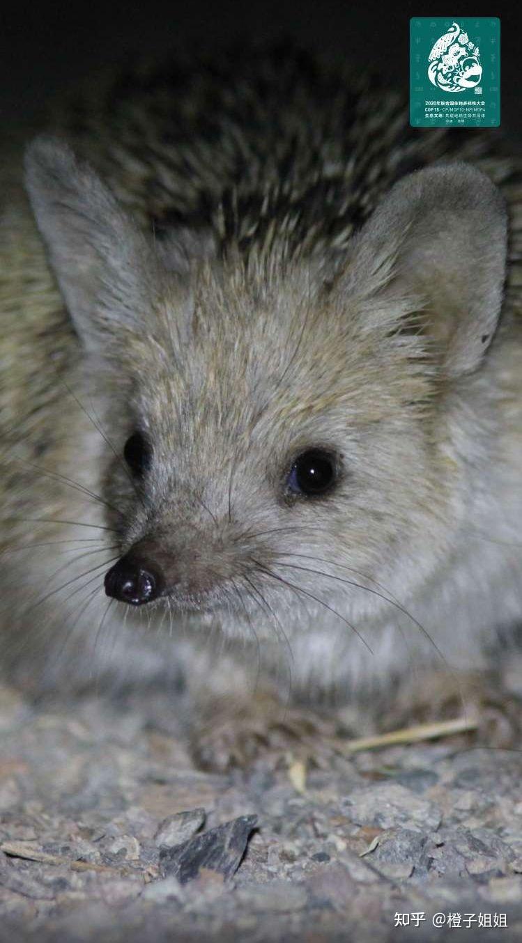 10月11日蚂蚁森林之神奇物种的新发现大耳猬