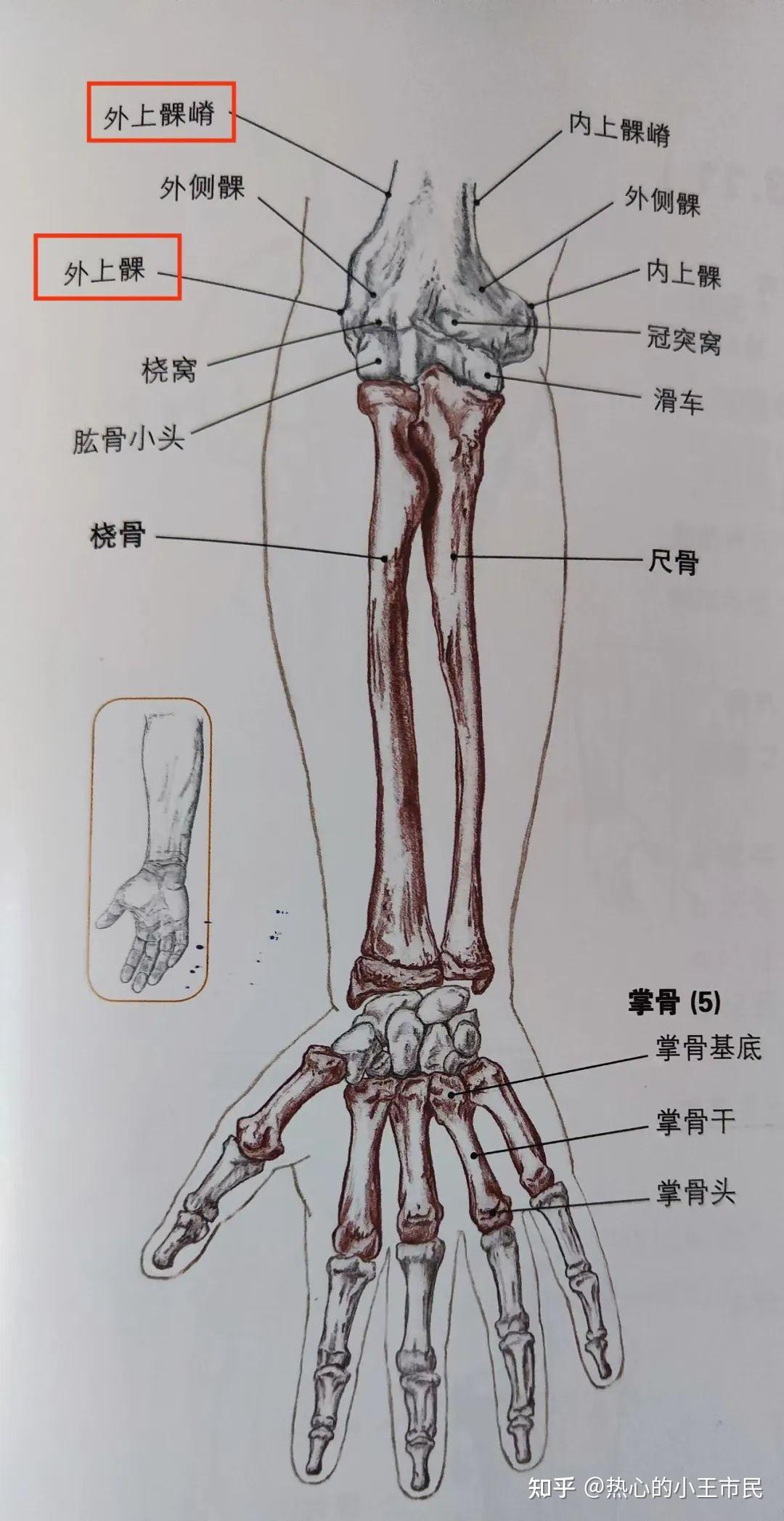 倪海厦《针灸》笔记2-4:手阳明大肠经 - 知乎