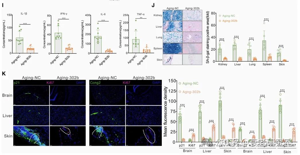 Cell Metabolism揭示: 外泌体 miR-302b 可逆转衰老细胞的增殖停滞,使衰老小鼠恢复青春! - 知乎