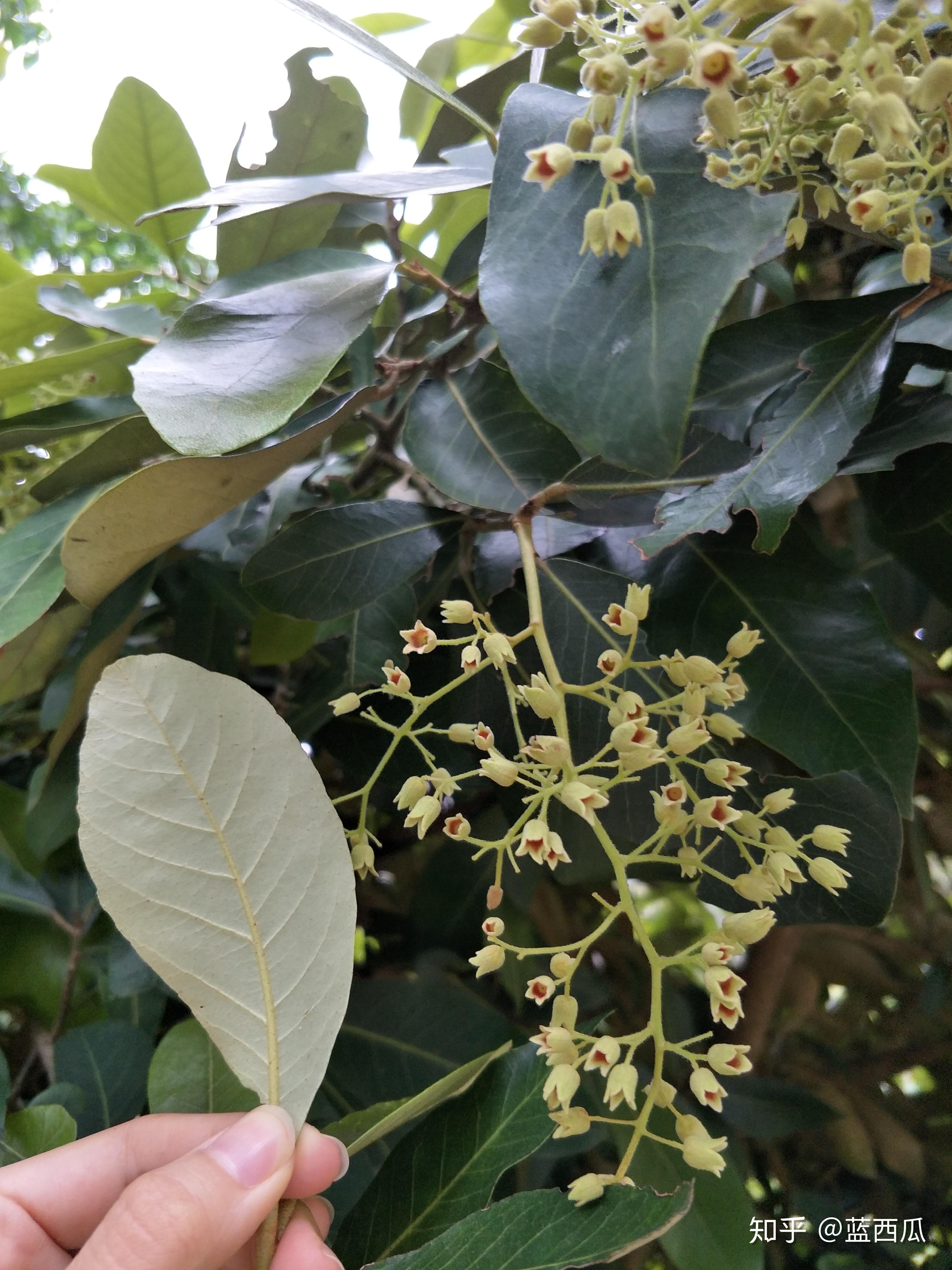 半红树植物梧桐科