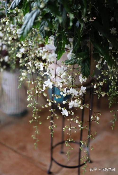蓝妖:垂丝茉莉怎么养才会开花,做好这5点,年年开花小半年 - 知乎