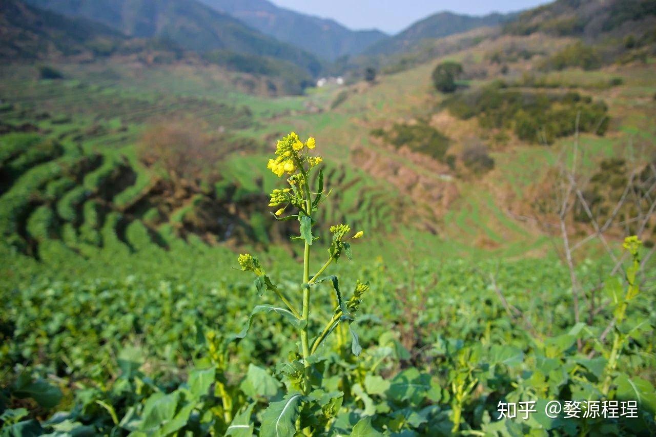 2月14日油菜花预告疫情阻挡了脚步却阻挡不了万物生长