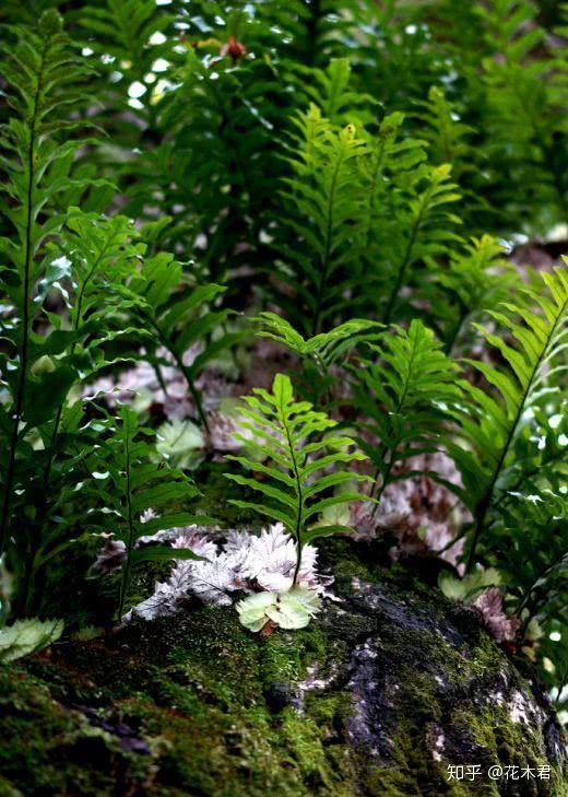 蕨类植物槲蕨生长奇特倩丽高雅如何栽培养护