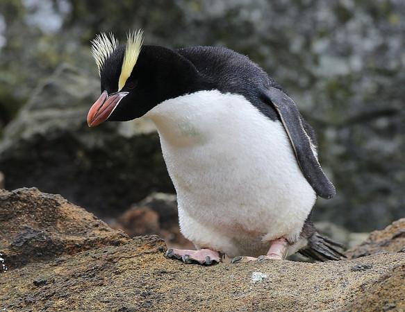 南极萌宠之企鹅系列 竖冠企鹅(冠毛企鹅,竖毛企鹅,翘眉企鹅)