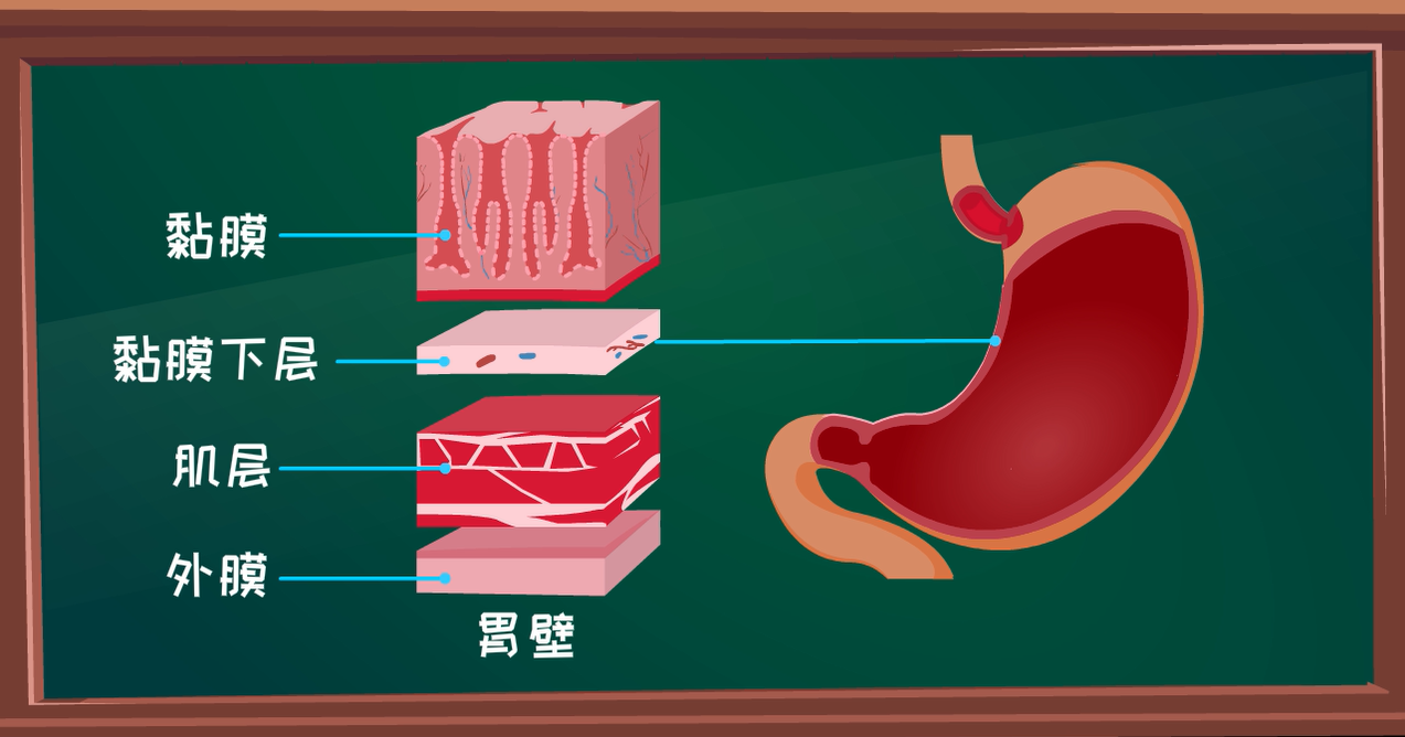 胃在身體的左邊,肋骨邊緣下,一個手掌大小的地方.